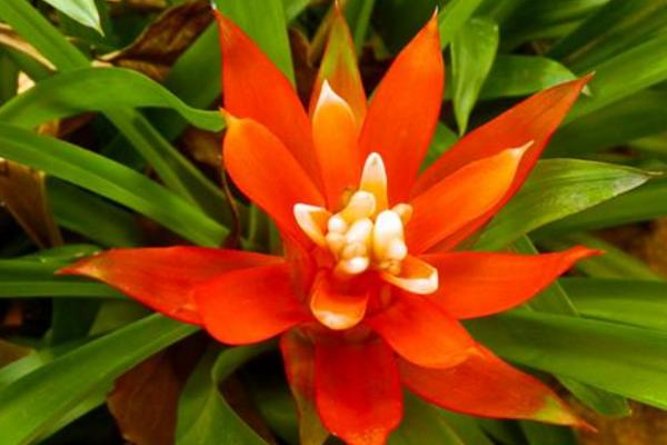 鴻運當頭怎么澆水(多久澆一次) 鴻運當頭擺放哪里最好