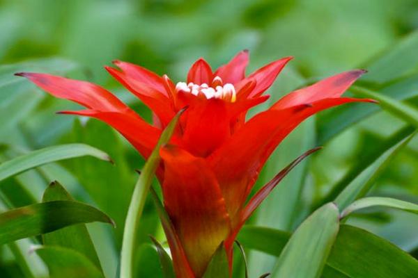 鴻運當頭怎么澆水(多久澆一次) 鴻運當頭擺放哪里最好