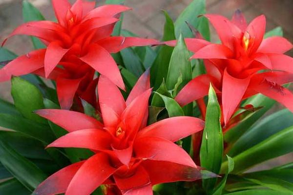 鴻運當頭怎么澆水(多久澆一次) 鴻運當頭擺放哪里最好