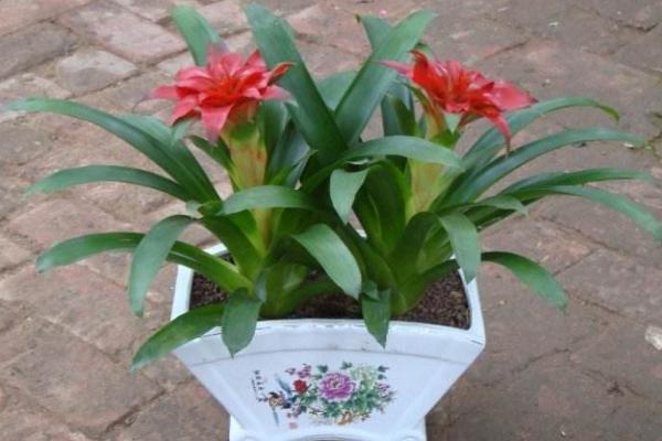 鴻運當頭怎么澆水(多久澆一次) 鴻運當頭擺放哪里最好