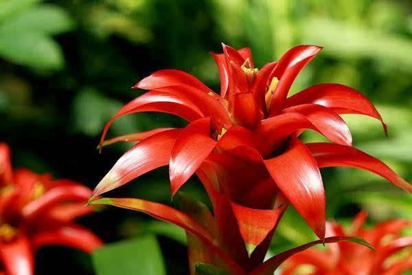 鴻運當頭怎么澆水(多久澆一次) 鴻運當頭擺放哪里最好