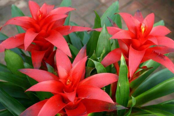 鴻運當頭怎么分株繁殖 鴻運當頭常見品種