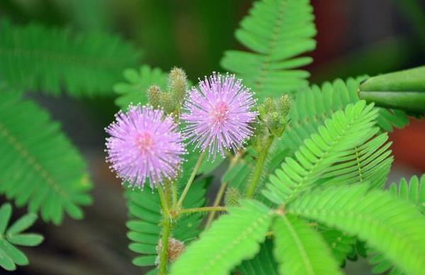 含羞草為什么會害羞 含羞草為什么會合攏