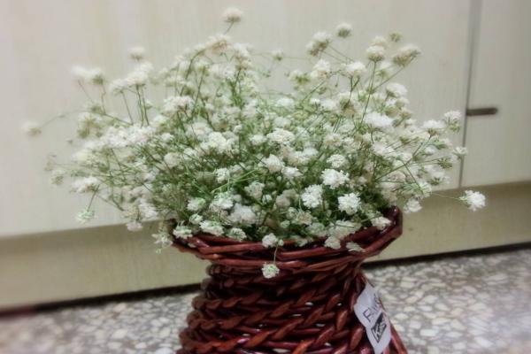 滿天星和麥藍菜的區別是什么 滿天星的品種大全