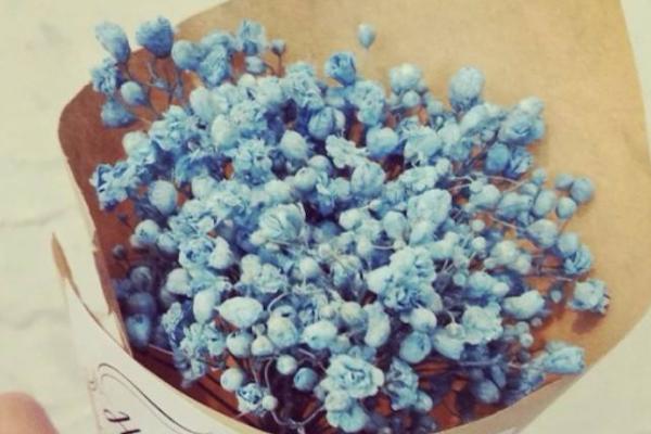 滿天星適合送什么人 滿天星花期的管理