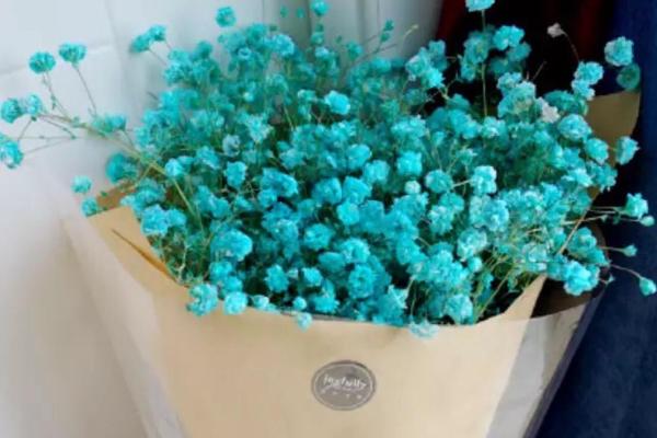 滿天星適合送什么人 滿天星花期的管理