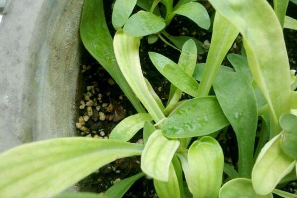 滿天星適合送什么人 滿天星花期的管理