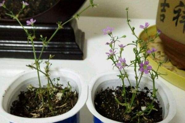 滿天星適合送什么人 滿天星花期的管理