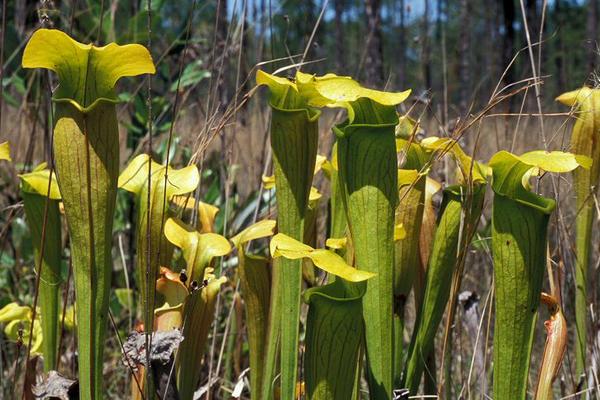 瓶子草市場價格多少錢一盆 瓶子草的品種