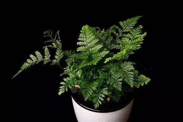 狼尾蕨怎么養 狼尾蕨養殖方法與注意事項