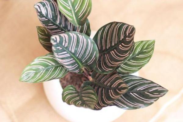 箭羽竹芋有毒嗎 箭羽竹芋能放在室內臥室嗎