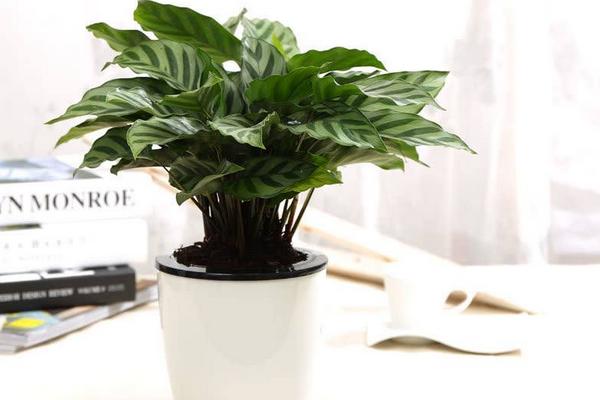 箭羽竹芋怎么養 箭羽竹芋養殖方法與注意事項