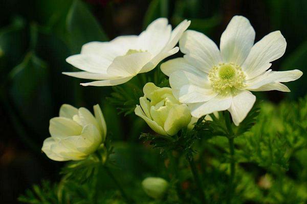 銀蓮花圖片大全 銀蓮花花語及寓意