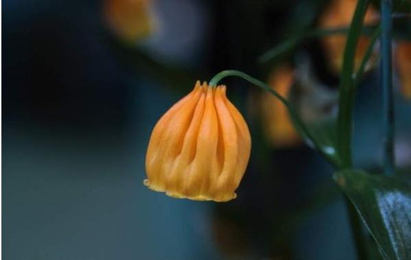 宮燈百合圖片大全 宮燈百合花語及寓意