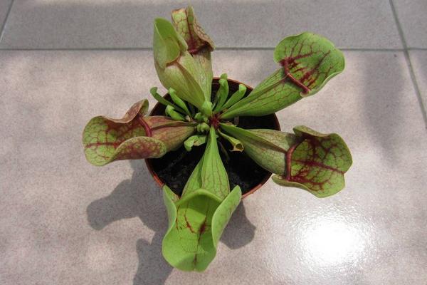 瓶子草怎么澆水（多久澆一次） 瓶子草怎么施肥