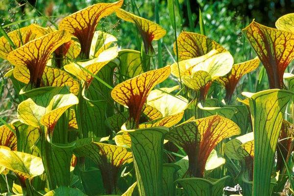 瓶子草怎么澆水（多久澆一次） 瓶子草怎么施肥