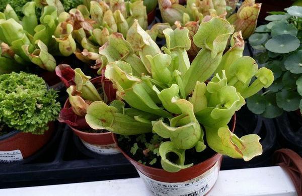 瓶子草怎么澆水（多久澆一次） 瓶子草怎么施肥