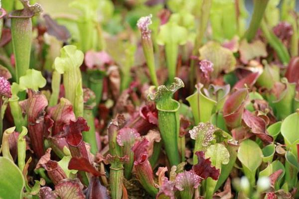 瓶子草怎么澆水（多久澆一次） 瓶子草怎么施肥