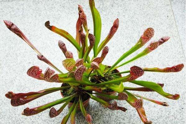 瓶子草怎么澆水（多久澆一次） 瓶子草怎么施肥