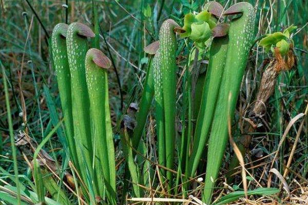 瓶子草怎么澆水（多久澆一次） 瓶子草怎么施肥