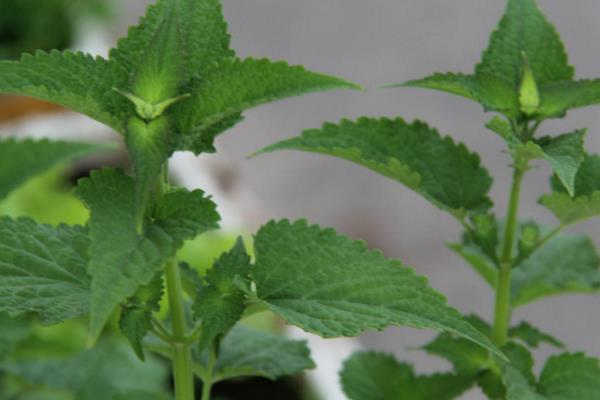 藿香和薄荷的區別是什么 藿香的主要價值有哪些