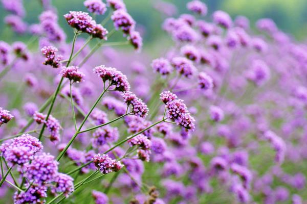 馬鞭草什么時候開花 馬鞭草花期是幾月
