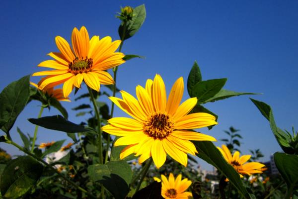 菊芋的功效與作用及禁忌 菊芋藥用價值
