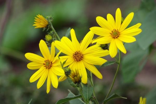 菊芋的功效與作用及禁忌 菊芋藥用價值