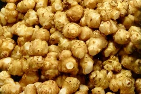 菊芋的功效與作用及禁忌 菊芋藥用價值