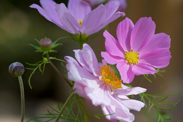 秋牡丹什么時候開花 秋牡丹花期是幾月
