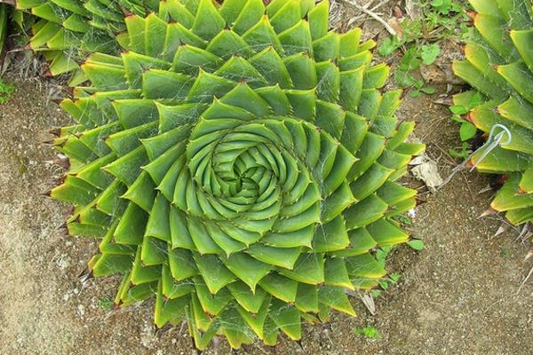 蘆薈女王種子市場價(jià)格多少錢一斤 蘆薈女王種子的催芽方法