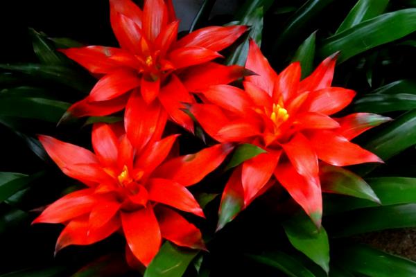 水塔花怎么澆水（多久澆一次） 水塔花養(yǎng)多久才開花