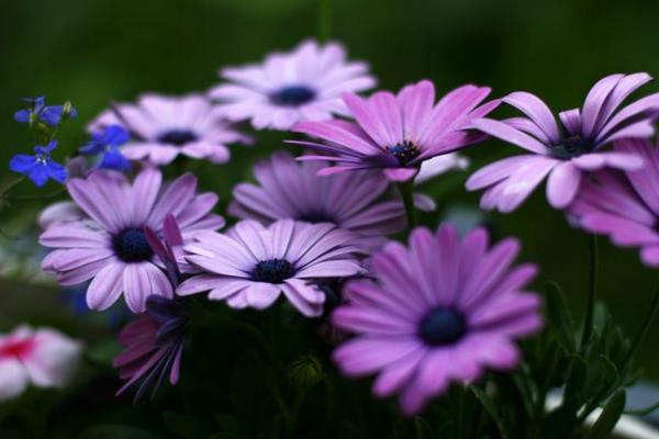 藍目菊怎么養 藍目菊養殖方法與注意事項