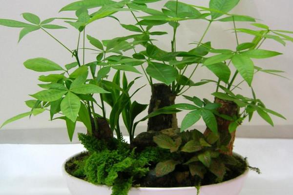 發財樹不見陽光可以嗎 發財樹放室內還是室外