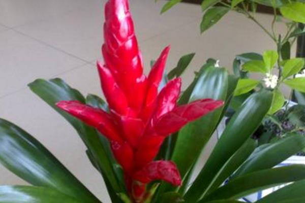 水塔花怎么澆水(多久澆一次) 水塔花養(yǎng)多久才開花