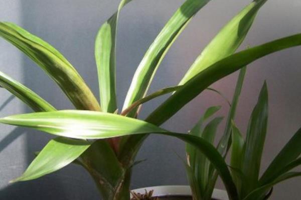 水塔花怎么澆水(多久澆一次) 水塔花養(yǎng)多久才開花