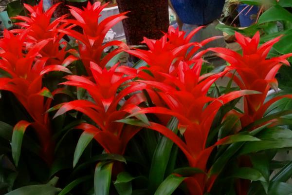 水塔花怎么澆水(多久澆一次) 水塔花養(yǎng)多久才開花