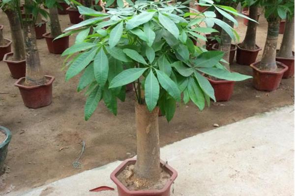 發財樹冬天怎么養 發財樹怎么過冬