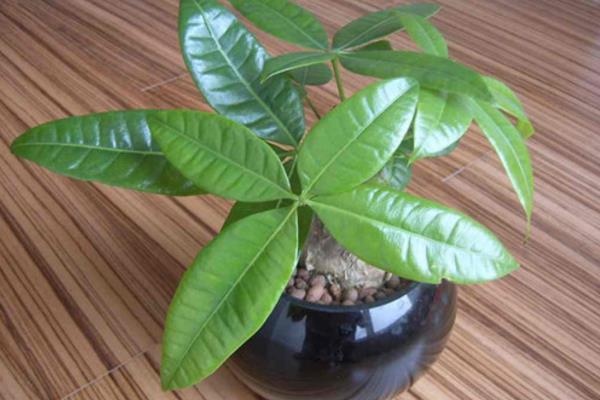 發財樹和金錢樹的區別是什么 發財樹冬天能不能剪枝