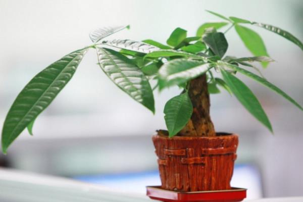 發財樹換土要注意什么 發財樹怎么造型好看