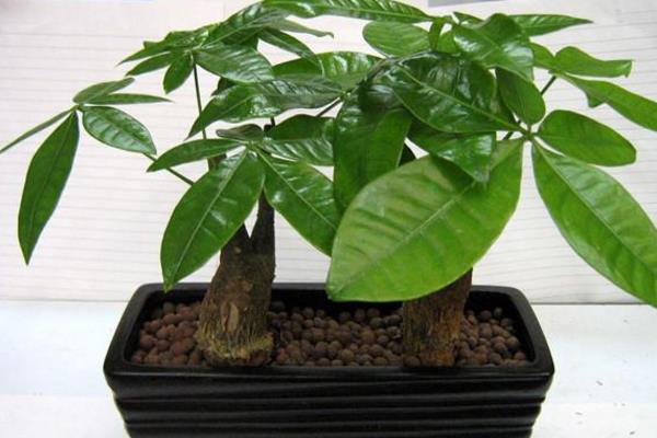 發財樹會開花嗎（什么時候開） 發財樹開花的兆頭及寓意