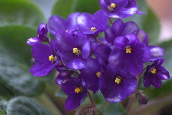 非洲堇怎么澆水（多久澆一次） 非洲堇的養殖方法和注意事項