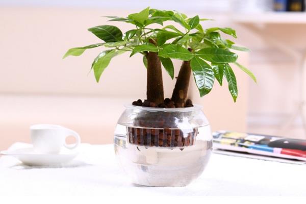 發財樹家庭水培養殖方法 發財樹從土養轉水培的方法及注意事項