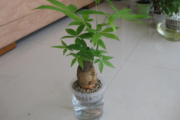 發財樹家庭水培養殖方法 發財樹從土養轉水培的方法及注意事項