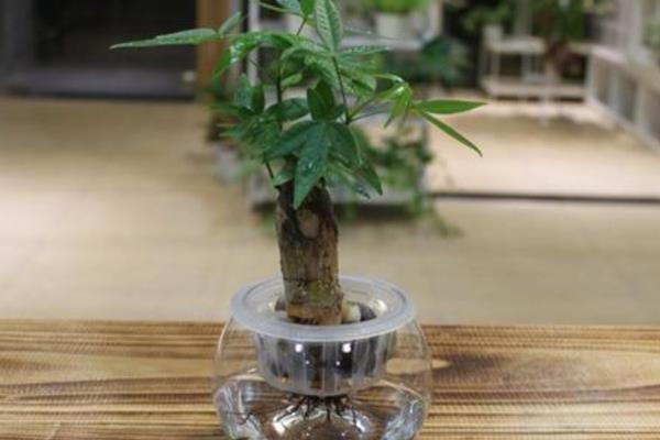 發財樹家庭水培養殖方法 發財樹從土養轉水培的方法及注意事項