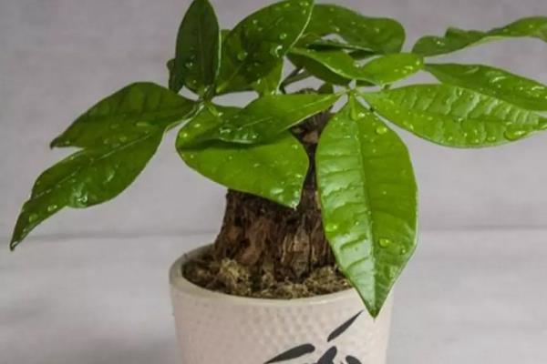 發財樹家庭水培養殖方法 發財樹從土養轉水培的方法及注意事項