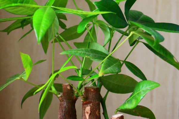 發財樹葉子發黃怎么辦 發財樹掉葉子的原因及解決方法