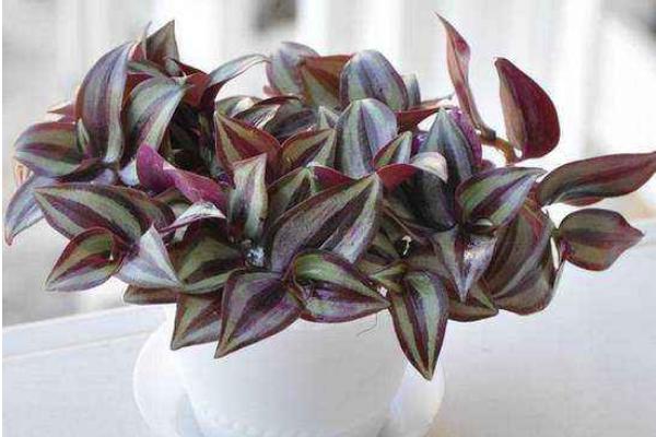 吊竹梅有毒嗎 吊竹梅能放在臥室養嗎