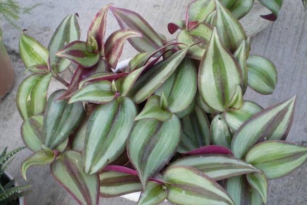 吊竹梅怎么澆水 吊竹梅爛根怎么辦