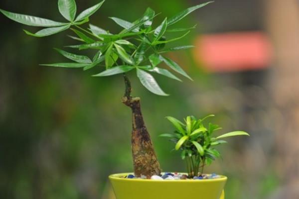 發財樹家庭水培養殖方法 發財樹從土養轉水培的方法及注意事項